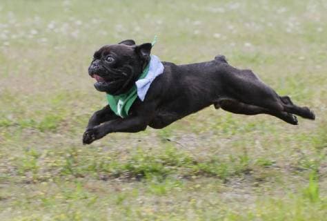 (190527) -- VANCOUVER, May 27, 2019 (Xinhua) -- A bulldog runs on the race track during a bulldog race at Hastings Racecourse in Vancouver, Canada, May 26, 2019. About 60 bulldogs competed on the race track for cash prizes and honor on Sunday, kicking off the Dog Days of Summer series at Hastings Racecourse. (Xinhua Liang Sen) CANADA-VANCOUVER-BULLDOG RACE 