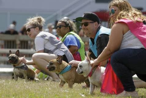 (190527) -- VANCOUVER, May 27, 2019 (Xinhua) -- Dogs and owners get ready at the start line during a bulldog race at Hastings Racecourse in Vancouver, Canada, May 26, 2019. About 60 bulldogs competed on the race track for cash prizes and honor on Sunday, kicking off the Dog Days of Summer series at Hastings Racecourse. (Xinhua Liang Sen) CANADA-VANCOUVER-BULLDOG RACE 