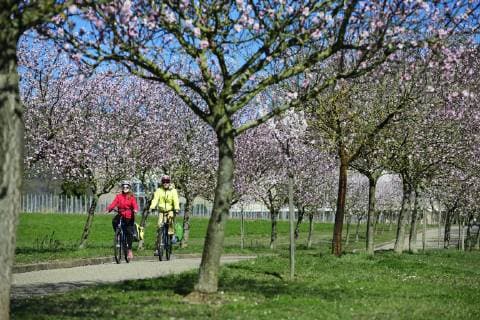 Radfahrer in einer Allee blühender Mandelbäume, Siebeldingen, Pfälzer Mandelpfad, Deutsche Weinstraße, Rheinland-Pfalz, Deutschland, Europa Copyright: imageBROKER/NorbertxEisele-Hein ibxnex04892671.jpg