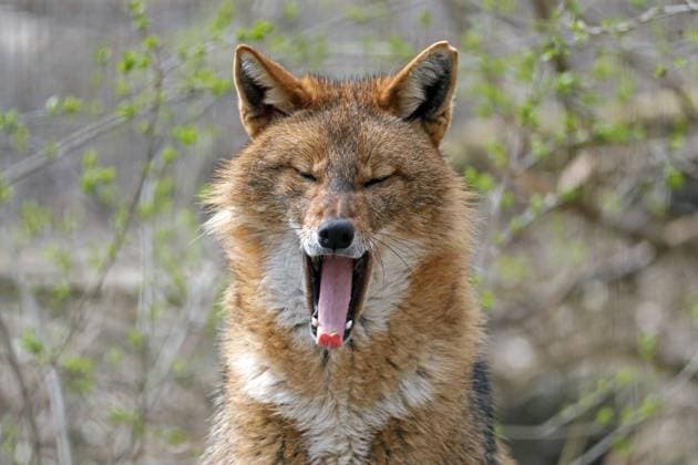 Goldschakal (Canis aureus), gähnt, Tierportrait, Österreich, Europa *** Golden Jackal Canis aureus , yawns, animal portrait, Austria, Europe Copyright: imageBROKER RonaldxWittek ibxron04898083.jpg