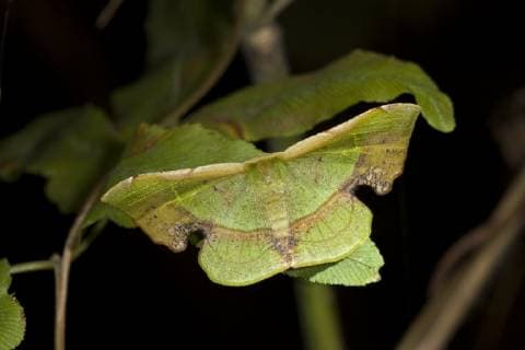 LEPIDOPTERA Moth mimicing a leaf, Assam, India  1259607 StephenxDalton
