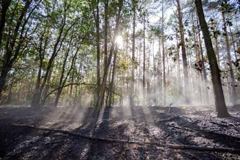 IMAGO Nature: Unsere Erde, Klimawandel, Waldbrände News Bilder des Tages Waldbrand im Grunewald auf 40.000 Quadratmeter, An der Havelchausee brennen ca. 40.000 Quadratmeter Wald und Bodenfläsche. Die Berliner Feuerwehr ist mit mehrere Freiwilligen und Kräften der Berufsfeuerwehr im Einsatz. Eine lange Wasserversorgung musste mittels Schlauchwagen weit in den Wald hinein verlegt werden. Berlin Wilhelmstadt Deutschland *** Forest fire in Grunewald on 40,000 square meters, 40,000 square meters of forest and ground surface burn at the Havelchausee The Berlin fire brigade is in action with several volunteers and members of the professional fire brigade A long water supply had to be laid far into the forest using hose carts Berlin Wilhelmstadt Germany