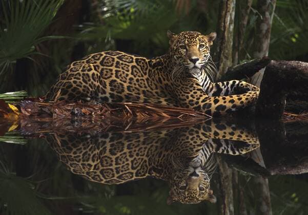 PANTHERA ONCA Jaguar (Panthera onca) by rainforest pool with reflection in water, captive, Belize  1263329 AndyxRouse