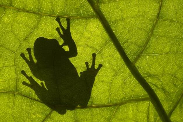 HYLA ARBOREA Common tree frog (Hyla arborea) silhouette viewed through leaf, the Netherlands  1265188 EdwinxGiesbers