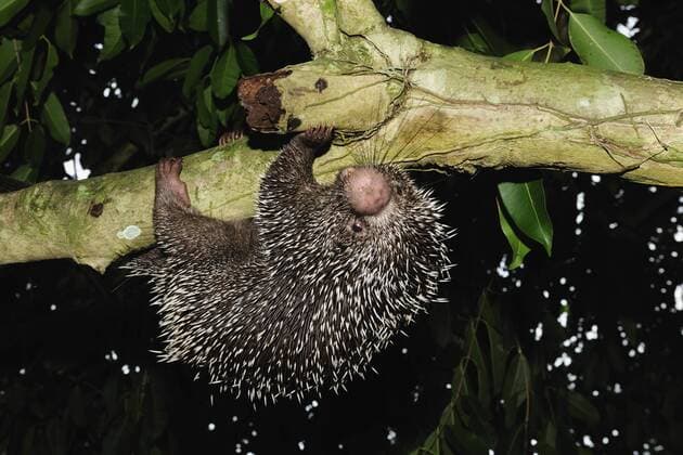 COENDOU PREHENSILIS Prehensile tailed porcupine (Coendou prehensilis) hanging from tree, forest of Sierra of Baturita, municipality of Mulungu, Ceara¡ State, Northeastern Brazil.  1274402 LuizxClaudioxMarigo