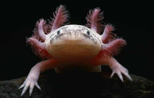 Unsere Erde: Natur, Tiere, Artenschutz, Seltene Tierarten AMBYSTOMA MEXICANUM Mexican axolotl (Ambystoma mexicanus) albino, portrait, controlled conditions  1274665 StephenxDalton
