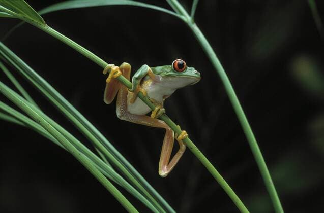 AGALYCHNIS CALLIDRYAS Red-eyed tree frog {Agalychnis callidryas} on vegetation, controlled conditions, from Central America  1274706 StephenxDalton