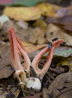 IMAGO Nature: Unsere Erde: Pflanzenwelt: Hässliche Pflanzen PSEUDOCOLUS FUSIFORMIS Stinky squid fungus (Pseudocolus fusiformis) with flies attracted to its odour to disperse spores, Schuylkill Center, Philadelphia, Pennsylvania, USA  1275582 DougxWechsler