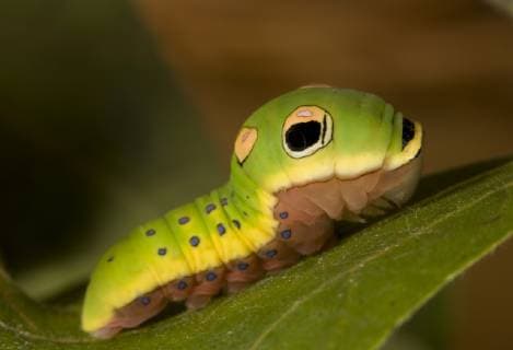 PAPILIO TROILUS Late instar caterpillar larva of Spicebush Swallowtail butterfly(Papilio troilus) mimicking a bird dropping, New Jersey, USA  1275592 DougxWechsler
