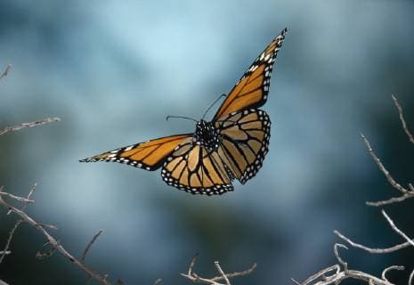 Unsere Erde: Natur, Tiere, Artenschutz, Seltene Tierarten DANAUS PLEXIPPUS Monarch butterfly (Danaus plexippus) in flight  1288543 StephenxDalton