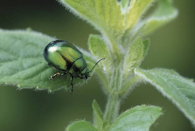 CHRYSOLINA SP Leaf beetle (Chrysolina sp) on leaf, UK  1289253 StephenxDalton