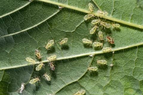 APHIDOIDEA Greenfly Aphids (Aphidoidea) wingless adults on underside of mint leaf, UK  1289264 StephenxDalton