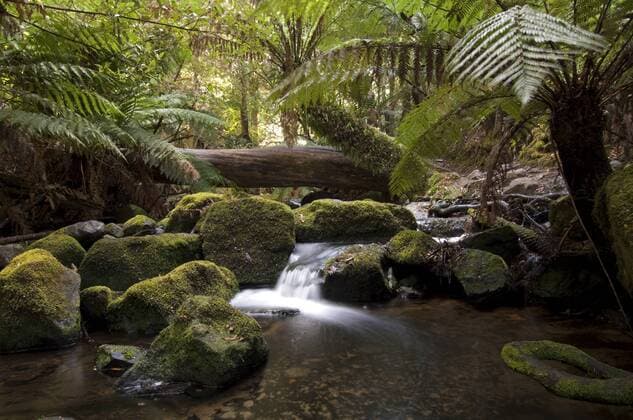 AUSTRALIA Waterfall within the temperate rainforest, Mount Field National Park, Tasmania, Australia March 2007  1291399 StevenxDavidxMiller