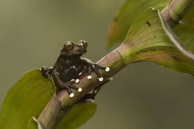 HYLA Tapichalaca Tree Frog (Hyloscirtus tapichalaca) captive and endangered. Tapichalaca Reserve, Zamora-Chinchipe, Ecuador, South America.  1293642 PetexOxford