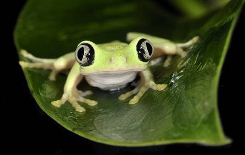 Unsere Erde: Natur, Tiere, Artenschutz, Seltene Tierarten HYLOMANTIS LEMUR Lemur leaf frog (Hylomantis lemur) captive, Critically endangered, from Central America. Please credit Michael Kern Zoo Atlanta.  1295652 MichaelxD.xKern