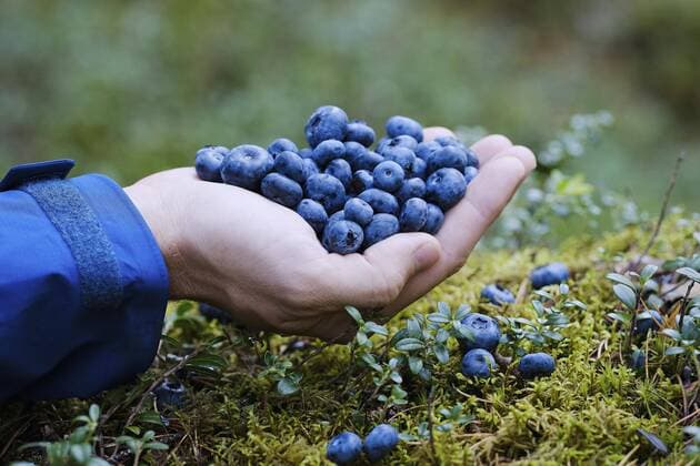 Hand cupping fresh, ripe blueberries Sweden Vaesterbotten Umea  Copyright: berkpixels fStopImages1812012