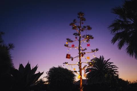 Agave blossom tree decorated with Christmas ornaments, Costa Teguise, Lanzarote, Spain Spain  Copyright: SvenxHagolani fStopImages1820027