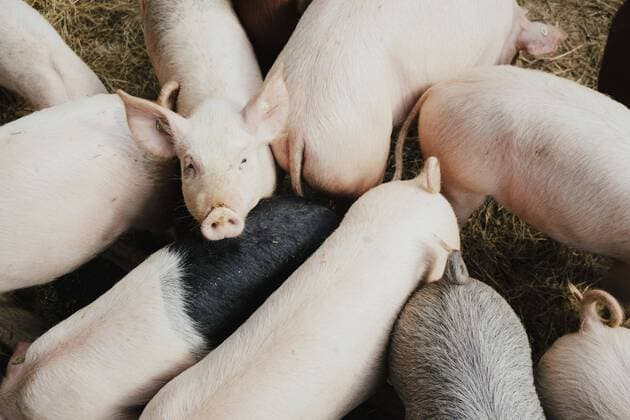 Group of piglets Germany Schleswig-Holstein Ahrensburg  Copyright: SvenxHagolani fStopImages1820039