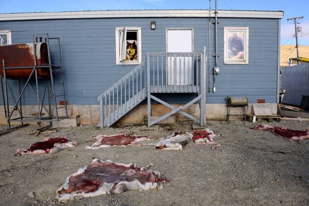 CANADA Several drying Caribou (Rangifer tarandus) skins, spread on ground in back yard, Resolute village, Cornwallis Island, Nunavut, Canada, August 2010  1305549 EricxBaccega