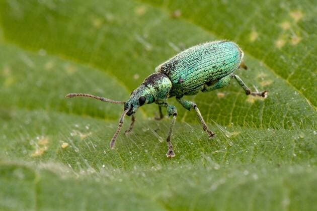 PHYLLOBIUS POMACEUS Nettle weevil (Phyllobius pomaceus) on leaf of Stinging nettle (Urtica dioica) Hertfordshire, England, UK, April  1314870 AndyxSands
