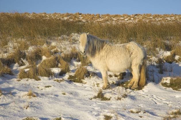 EQUUS CABALLUS Pony in the winter snow. Brecon Beacons National Park, Powys Wales, January.  1319075 PeterxLewis