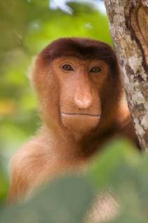 Unsere Erde: Natur, Tiere, Artenschutz, Seltene Tierarten NASALIS LARVATUS Proboscis Monkey (Nasalis larvatus) juvenile male head portrait, Bako National Park, Sarawak, Malaysia, Borneo  1319253 EdwinxGiesbers