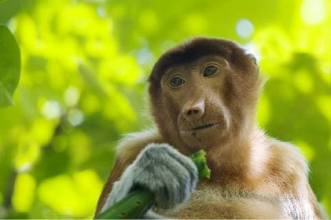 NASALIS LARVATUS Proboscis Monkey (Nasalis larvatus) head portrait of female feeding on leaves, Bako National Park, Sarawak, Malaysia, Borneo  1319259 EdwinxGiesbers