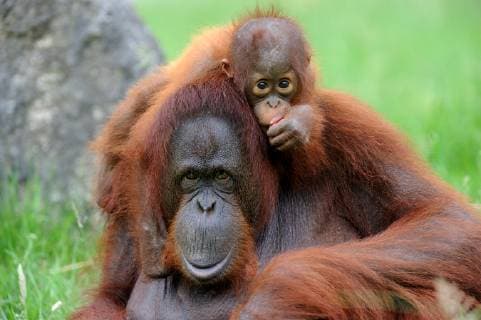 PONGO PYGMAEUS Orang utan (Pongo pygmaeus pygmaeus) portrait of mother with baby, native to Borneo, captive, Endangered  1324291 EricxBaccega