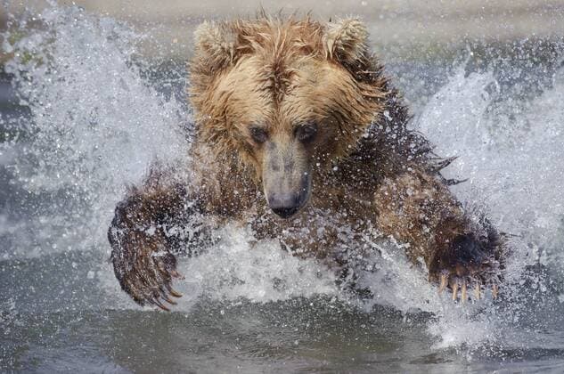 URSUS ARCTOS Brown bear (Ursus arctos) leaping through water to catch salmon in river, Kamchatka, Far east Russia, August  1328227 SergeyxGorshkov