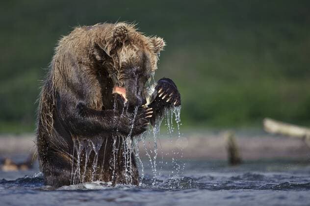 URSUS ARCTOS Brown bear (Ursus arctos) feeding on salmon caught in river, Kamchatka, Far east Russia, August  1328242 SergeyxGorshkov