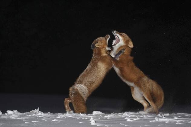 VULPES VULPES Red fox (Vulpes vulpes) pair showing aggression after mating at night, Kamchatka, Far east Russia, Febuary  1328323 SergeyxGorshkov