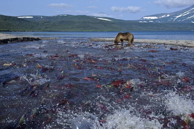 SALMONIDAE Salmon (Salmonidae) migrating to spawn in Lake Kuril, preyed on by Brown Bear (Ursus arctos) Kamchatka, Far East Russia, August  1328393 SergeyxGorshkov