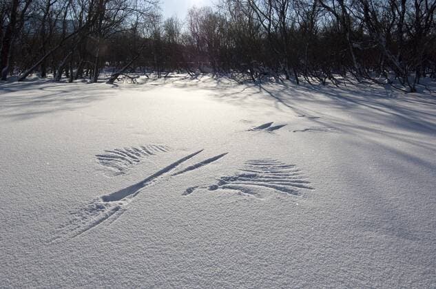 HALIAEETUS PELAGICUS Snow angel, print in snow of landing of Steller s sea eagle (Haliaeetus pelagicus) Kamchatka, Far East Russia, January  1328416 SergeyxGorshkov