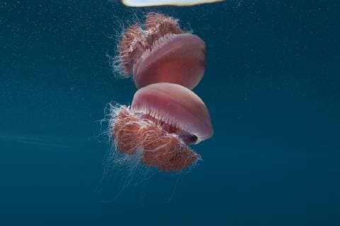 IMAGO Nature: Unsere Erde, Naturschutz, Naturschutzgebiete in Asien SCYPHOZOA Red jellyfish floating in water, food of the Leatherback turtles, Philippines  1332173 JurgenxFreund