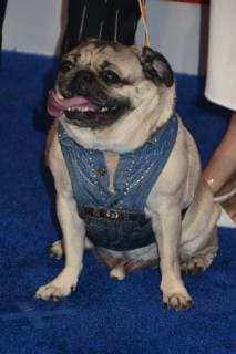05 June 2019 - Nashville, Tennessee - Doug the Pug. 2019 CMT Music Awards held at Bridgestone Arena. Photo Credit: Dara-Michelle Farr AdMedia 240482 2019-06-05 TN Nashville Etats-Unis  Copyright: xAdMediax STAR_240482_190