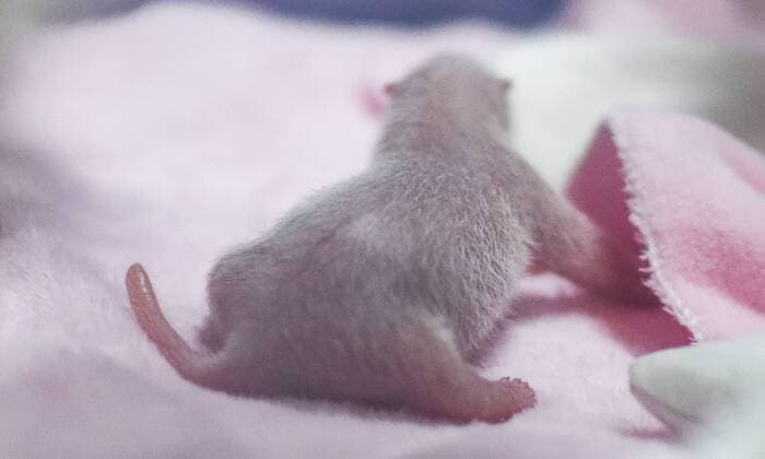 Entertainment Themen der Woche KW23 (190606) -- CHENGDU, June 6, 2019 (Xinhua) -- Photo taken on June 6, 2019 shows the newly born panda cub at the Chengdu Research Base of Giant Panda Breeding in Chengdu, capital of southwest China s Sichuan Province. A captive-bred giant panda gave birth to the first cub of the year in Chengdu, local authorities said Thursday. The female cub, weighing 166.8 grams, was born on Wednesday at the Chengdu Research Base of Giant Panda Breeding, the base said. (Xinhua Xue Yubin) CHINA-CHENGDU-PANDA CUB-BORN (CN) 