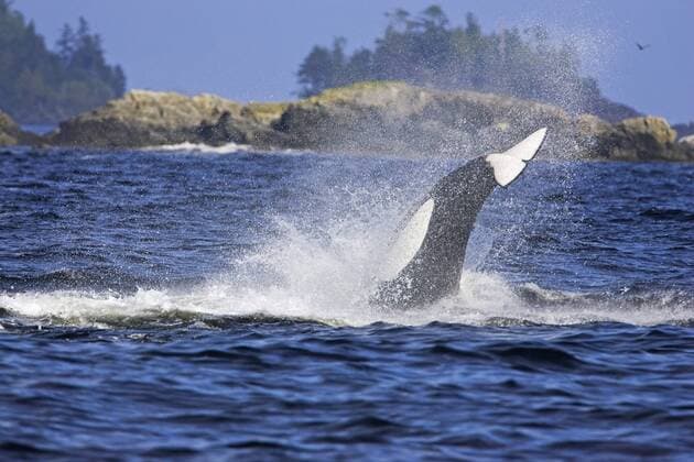 ORCINUS ORCA Transient Killer Whale Orca (Orcinus orca) hunting sea lions. Barkley Sound, Vancouver Island, Canada, September.  1348189 MatthewxMaran