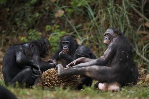 PAN PANISCUS Bonobos (Pan paniscus) group feeding on palm nuts, Lola Ya Bonobo Sanctuary, Democratic Republic of Congo. October.  1352811 FionaxRogers