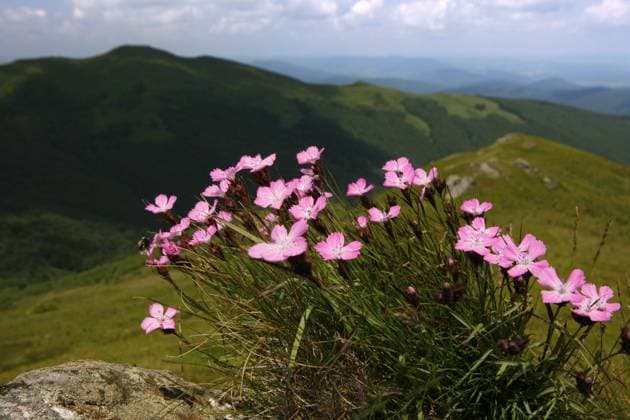 DIANTHUS GENUS Carthusian Pink (Dianthus carthusianorum) at Kopa Bukowska Peak. Bieszczady National Park, the Carpathians, Poland, July.  1353000 GrzegorzxLesniewski
