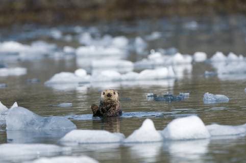 ENHYDRA LUTRIS Sea otter (Enhydra lutris) grooms itself in icy waters off Columbia Glacier in Prince William Sound, Chugach National Forest, Alaska, USA, May  1363487 StevenxKazlowski