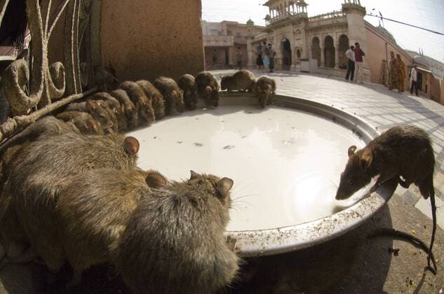 RATTUS RATTUS Low angle view of Black rats (Rattus rattus) drinking milk at sacred rat temple, Karni Mata, Deshnoke, Rajasthan, India  1364326 MichaelxW.xRichards