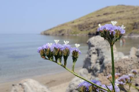 LIMONIUM Winged Wavyleaved sea lavender (Limonium sinuatum) flowering on rocky slope above a beach, with the Aegean Sea in the background, Kalo Limani, Lesbos Lesvos, Greece, June.  1366093 NickxUpton