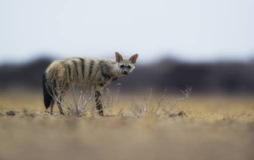 IMAGO Nature: Unsere Erde, Tiere, Gestreifte Tierarten PROTELES CRISTATUS Aardwolf (Proteles cristatus) Kalahari, Botwswana, November.  1368484 OlexJorgenxLiodden