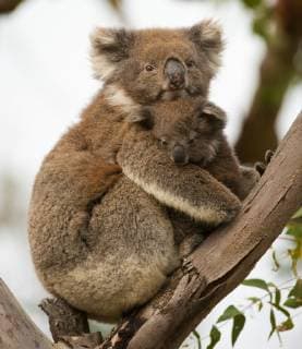 PHASCOLARCTOS CINEREUS Koala (Phascolarctos cinereus) with young in tree, Great Otway National Park, Victoria State, Australia.  1369077 InakixRelanzon