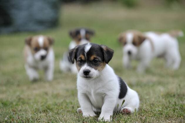 CANIS FAMILIARIS Jack russell terrier puppy sitting with three others behind  1379206 DavidxPike