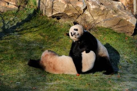 AILUROPODA MELANOLEUCA Giant panda (Ailuropoda melanoleuca) pair play fighting, captive, Zoo Parc de Beauval, France, Endangered  1380275 EricxBaccega