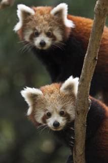 AILURUS FULGENS Red panda (Ailurus fulgens), two young cubs, captive  1383701 Dr.xAxelxGebauer