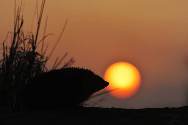 ERINACEUS EUROPAEUS Hedgehog (Erinaceus europaeus) silhouetted at dusk, Berwickshire, Scotland, March  1385340 LauriexCampbell