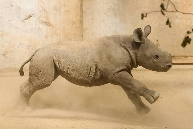 Entertainment Themen der Woche KW23 Entertainment Bilder des Tages Nashorn Nachwuchs im Zoo Magdeburg, Spitzmaulnashornkuh Maleika spielt mit ihrem Nachwuchs im Innengehege - Fotografiert am 07.06.2019 *** Rhino offspring at Magdeburg Zoo, black rhino Maleika plays with her offspring in the indoor enclosure Photographed on 07 06 2019