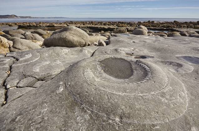 An Ammonite fossil embedded in rocks on Monmouth Beach, near Lyme Regis, Jurassic Coast, UNESCO World Heritage Site, Dorset, England, United Kingdom, Europe Copyright: NigelxHicks 1202-173